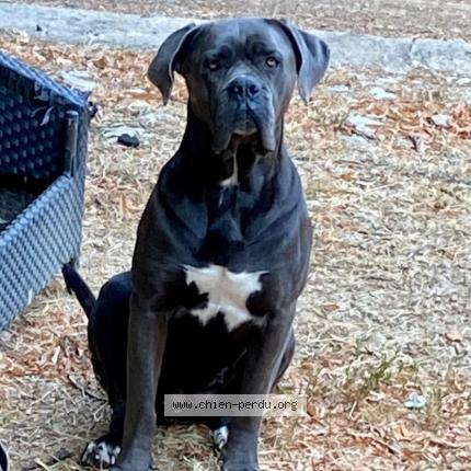 Photo 1/1 Chien retrouvé Perdu à Saint vallier de thiey