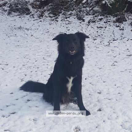 Photo 1/1 Baloo Chien perdu à Siran
