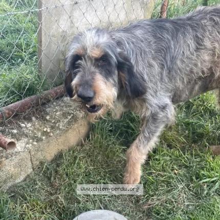 Photo 1/1 Chien retrouvé Perdu à Moras en valloire