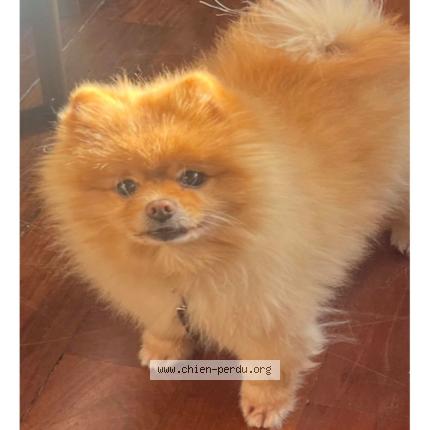 Photo 1/1 Sasha marlon Gradante Chien perdu à Cannes