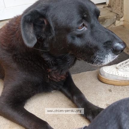 Photo 1/1 Heaven Chien perdu à Melle
