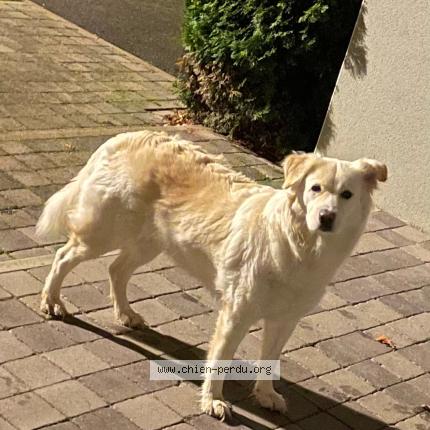 Photo 1/1 Chien retrouvé Trouvé à La chapelle heulin