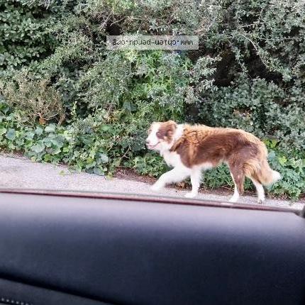 Photo de chien trouvé à Eyragues