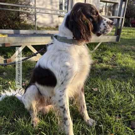 Photo de chien trouvé à Montignac