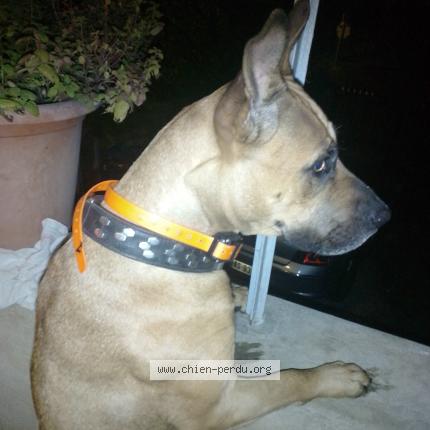 Photo 1/1 Ludivine Petronin Chien perdu à Saint projet