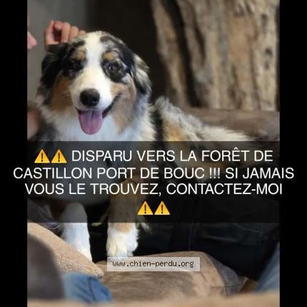Photo 1/1 Chien retrouvé Perdu à Port de bouc