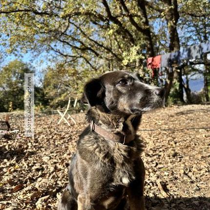 Photo 1/1 Chien retrouvé Trouvé à Roquedur