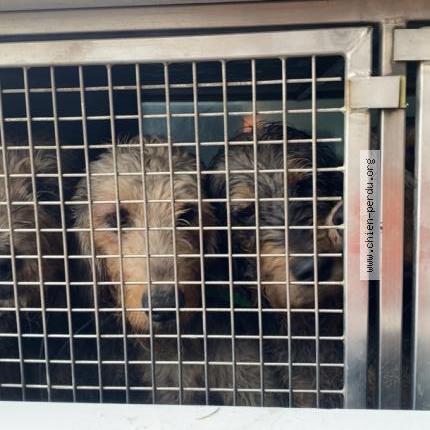 Photo 1/1 Prune Chien perdu à Saint priest la prugne