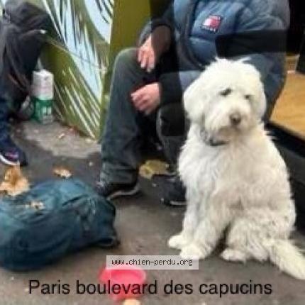 Photo 1/1 Chien trouvé Trouvé à Paris