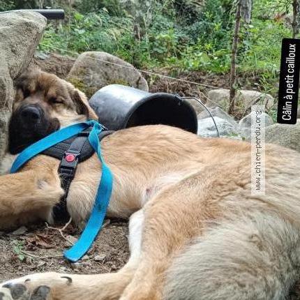 Photo 1/1 Shanks Chien perdu à Annot