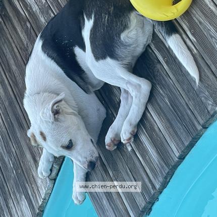 Photo 1/1 Chien retrouvé Perdu à Aureilhan