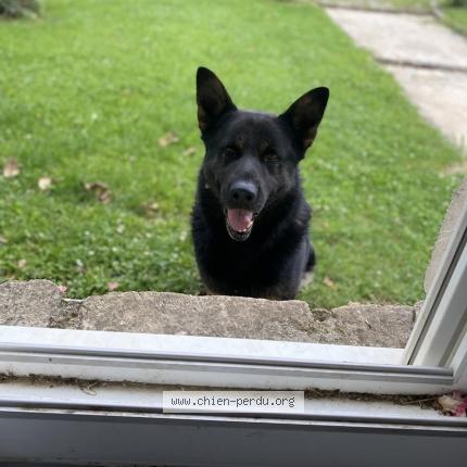 Photo de chien perdu à Gouaix