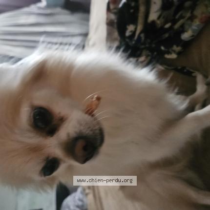 Photo 1/1 mélissa Verreault Chien perdu à Longueuil