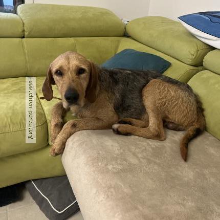 Photo 1/1 Chien retrouvé Trouvé à Morzine