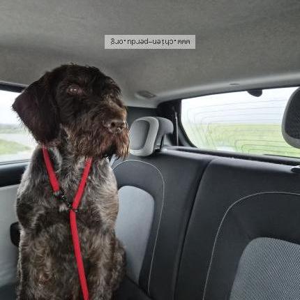 Photo 1/1 Chien retrouvé Trouvé à Chatillon coligny