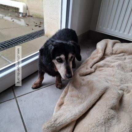 Photo 1/1 Chien trouvé Trouvé à St lambert du lattay