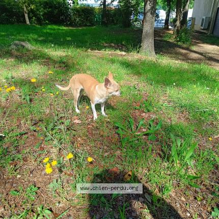 Photo de chien perdu à Cannes