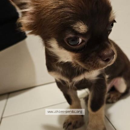 Photo de chien perdu à Beaumont