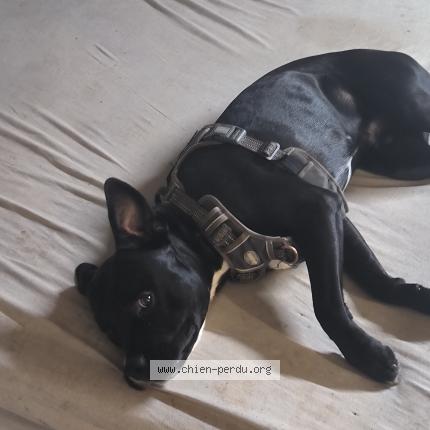 Photo 1/1 Chien retrouvé Perdu à Villaudric