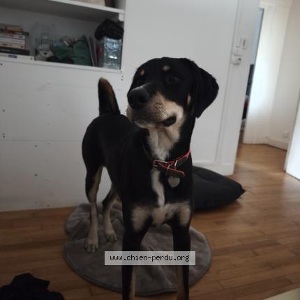 Photo 1/1 Chien retrouvé Perdu à Coulounieix chamiers