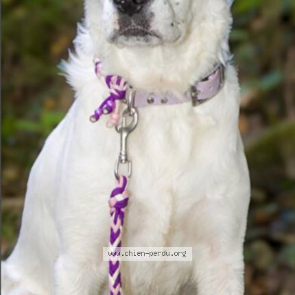 Photo de chien perdu à Valserres