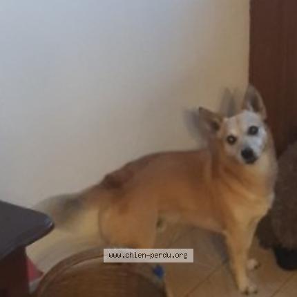 Photo de chien perdu à Glatigny