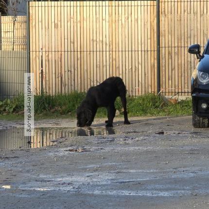 Photo 1/1 Chien trouvé Trouvé à Vouvray