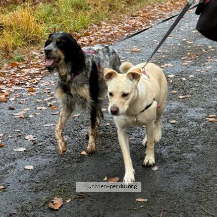 Photo 1/1 Chien retrouvé Perdu à Boitron