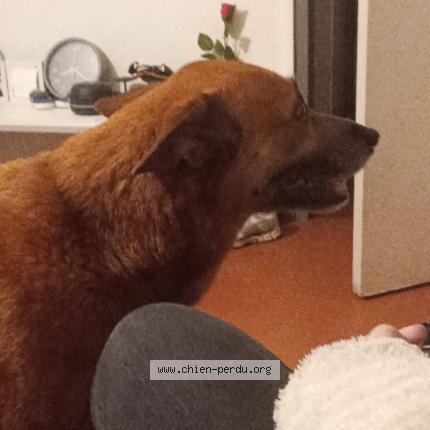 Photo 1/1 Chien trouvé Trouvé à Amberieux