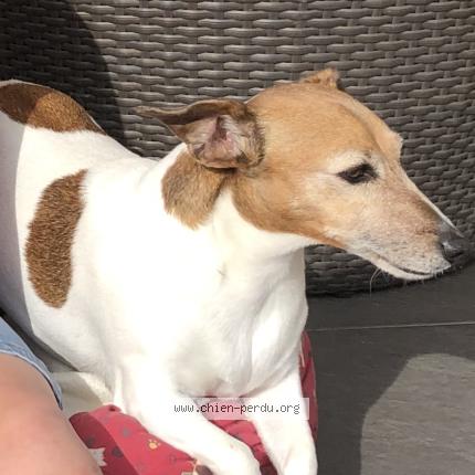 Photo 1/1 Chien retrouvé Perdu à Tregomeur