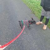 Photo de chien perdu à Montlouis Sur Loire