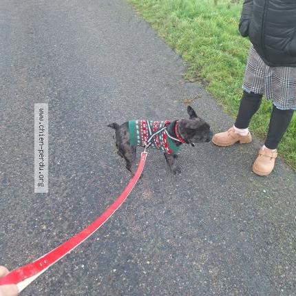 Photo 1/2 Nala Chien perdu à Montlouis sur loire