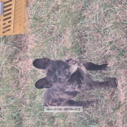 Photo 2/2 Nala Chien perdu à Montlouis sur loire