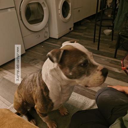 Photo de chien trouvé à Libourne