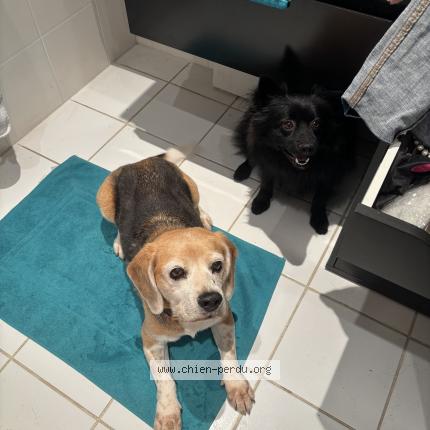 Photo de chien perdu à Vence