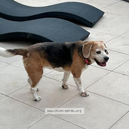 Photo 2/2 Isis Chien perdu à Vence