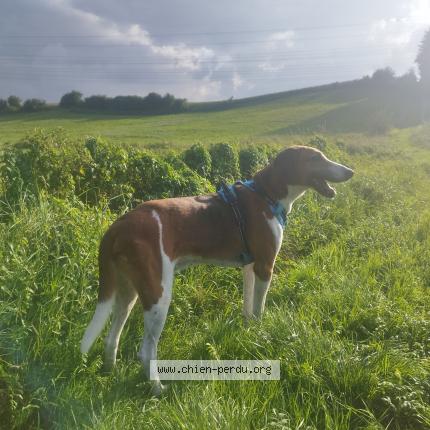 Photo 1/1 Lanceval Chien perdu à Ste croix sur buchy