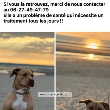 Photo de chien perdu à Cucq