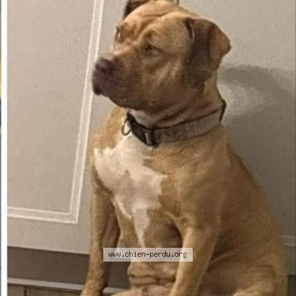 Photo 2/2 Opal Chien perdu à Cucq