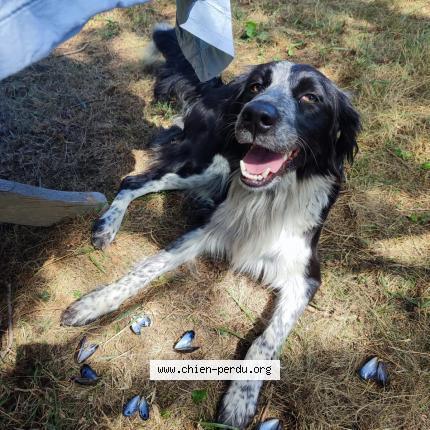 Photo 1/1 Chien retrouvé Perdu à Vic en bigorre