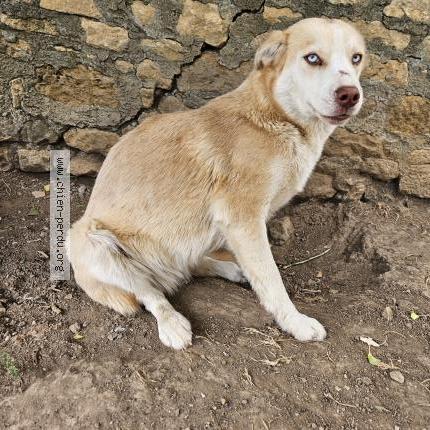Photo de chien perdu à Saint Lin