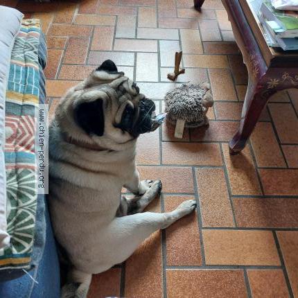 Photo de chien perdu à Lucon