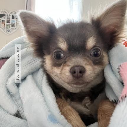 Photo 1/1 Chien trouvé Trouvé à Hulluch