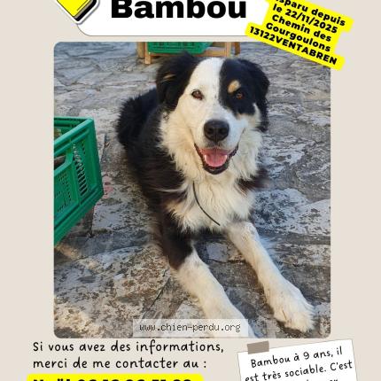 Photo 1/1 Chien retrouvé Perdu à Ventabren