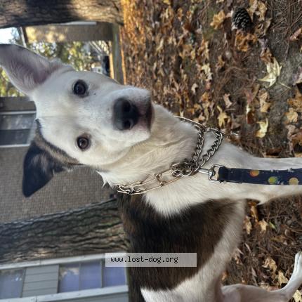 Photo 1/1 Bruno Chien perdu à Birmingham