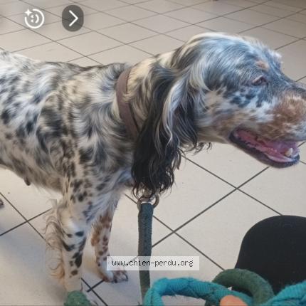 Photo 1/1 Chien retrouvé Perdu à Rives d andaine