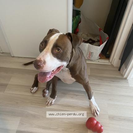 Photo 1/1 Shadow Chien perdu à Beauchene