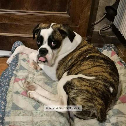 Photo 1/1 Attila Chien perdu à Esves le moutier