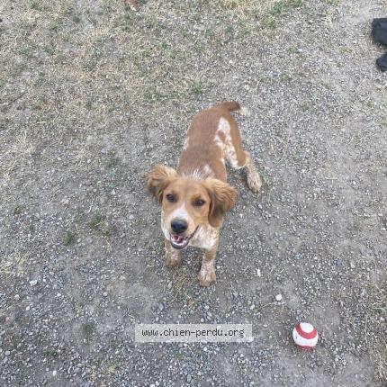 Photo 1/1 Tara Chien perdu à Bram