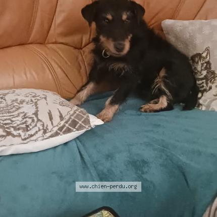 Photo 1/1 Chien retrouvé Perdu à Epieds